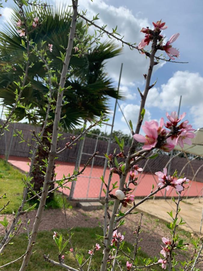 Tit Mellil Palm Grove Farm 빌라 외부 사진
